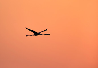 Silhouette of Greater Flamingo in flight at Asker coast, Bahrain
