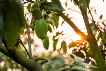 Green mangoes on the tree. Mango trees growing in a field in Asia. Mangoes fruit plantation. Delicious fruits are rich in vitamins.