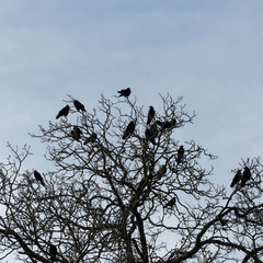 (Corvus corone) Aaskrähen versammeln sie sich zu großen Schwärmen und nächtigen auf hohen Bäumen in Winter