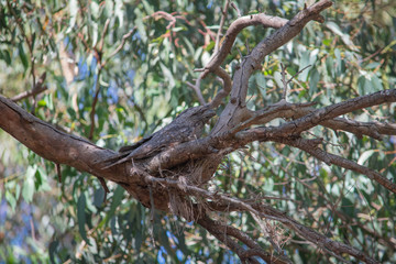 Tawny frog mouthed owl camouflaged 