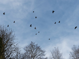 (Corvus corone) Aaskrähen-Kolonie im Flug 