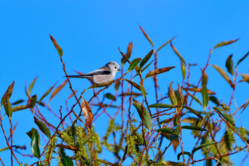 Schwanzmeise bei der Futtersuche	