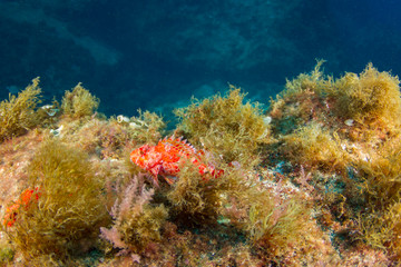 Red scorpionfish-Rascasse rouge (Scorpaena Notata), Pico island, Azores.