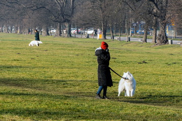 People walk their dogs in a huge field in the city. A woman and a large white dog in a meadow. Walking Pets on the street in the city on an unintended site