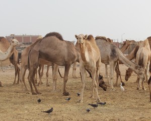 Group of Camels  standing and gazing in the market of Shalatin city  with one camel facing camera