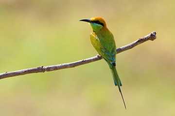 Bee eater on a branch