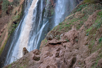 macaque monkeys near ouzoud watterfall