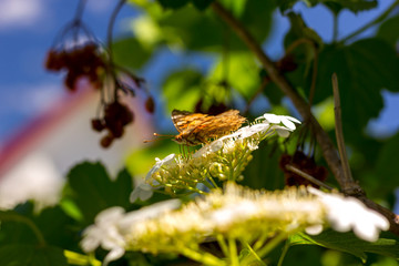 bright orange butterflies on white flowers of viburnum collect nectar in spring on a sunny day against a bright blue sky