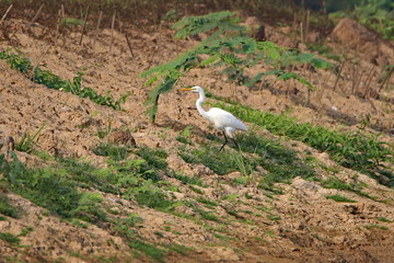 Egret in field