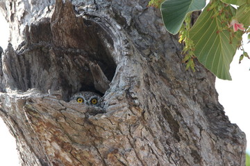 Owl in trunk of tree