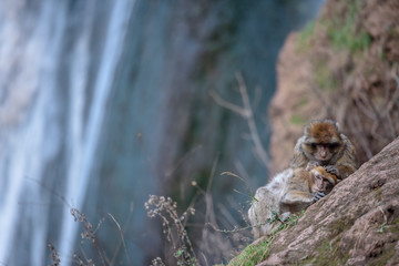 macaque monkeys near ouzoud watterfall