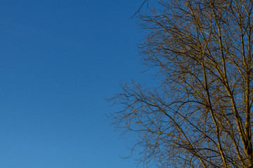 Teil eines kahlen Baum und blauer Himmel im Winter