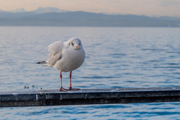Friedrichshafen am Bodensee