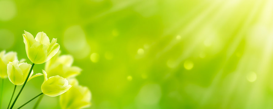 wei&szlig;e tulpen in abstrakter gr&uuml;ner fr&uuml;hlingslandschaft, florales konzept banner f&uuml;r frohe ostern