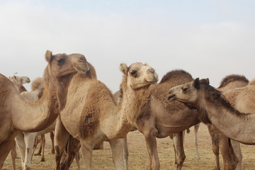 Group of Camels  standing and gazing in the market of Shalatin city 