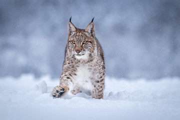 Young Eurasian lynx on snow. Amazing animal, walking freely on snow covered meadow on cold day. Beautiful natural shot in original and natural location. Cute cub yet dangerous and endangered predator. © janstria