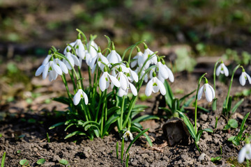 Group of small and delicate white snowdrop spring flowers in full bloom in forest in a sunny spring day, blurred background with space for text, top view or flat lay of beautiful flowers