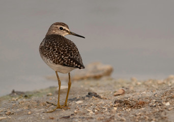 Wood Sandpiper at Asker marsh, Bahrain