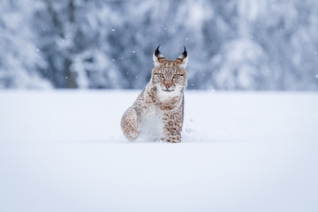 Young Eurasian lynx on snow. Amazing animal, walking freely on snow covered meadow on cold day. Beautiful natural shot in original and natural location. Cute cub yet dangerous and endangered predator. © janstria