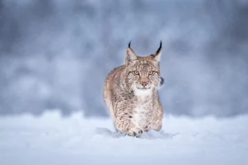 Photo sur Aluminium Lynx Jeune lynx eurasien sur la neige. Animal incroyable, marchant librement sur une prairie couverte de neige par temps froid. Beau cliché naturel dans un endroit original et naturel. Ourson mignon mais prédateur dangereux et en voie de disparition.