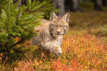 Naklejka na ściany i meble Young Eurasian in autumn. Amazing animal, walking freely on in autumn colored forest. Beautiful natural shot in original and natural location. Cute cub yet dangerous and endangered predator.