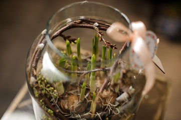 Glass jar with a soil covered by moss with green fresh bulbous with the branch inside