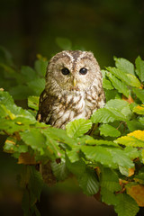Cute owl sitting on leafy branch. Quietly and passionately looking and waiting. Clever predator. Amazing bird. Dangerous and endangered. 