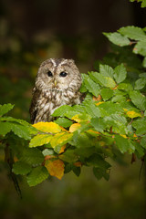 Cute owl sitting on leafy branch. Quietly and passionately looking and waiting. Clever predator. Amazing bird. Dangerous and endangered.