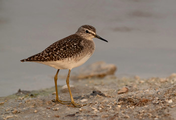 Wood Sandpiper at Asker marsh, Bahrain