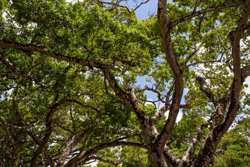 Mauritius