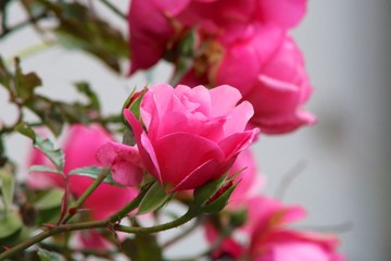 bouquet of red roses