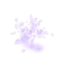 Violet flower petals falling down. Superb romantic