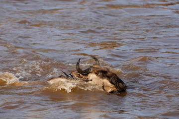 Closeup of a  Wildebeest crossing Mara river, Kenya