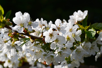 White cherry blossoms in spring sun.