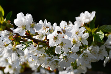 Fototapeta premium White cherry blossoms in spring sun.