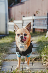 beautiful red-haired dog chihuahua walks on the street and licks his lips 