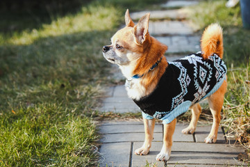 beautiful red dog chihuahua walks on the street 