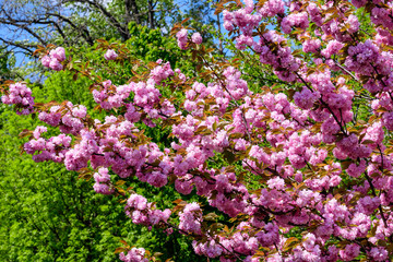 Obraz premium Close up of a branch with pink cherry tree flowers in full bloom and clear blue sky in a garden in a sunny spring day, beautiful Japanese cherry blossoms floral background, sakura