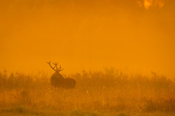 Obraz na płótnie Canvas Red deer stag (Cervus elaphus) in the colors of a foggy morning