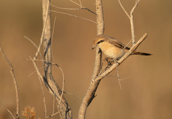 Red-tailed Shrike holding a insect at Asker Marsh, Bahrain