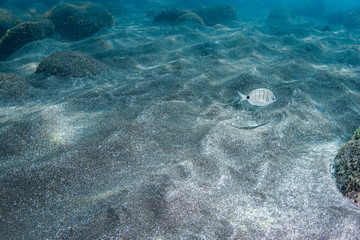 Base white bream-Sar commun (Diplodus sargus), Pico island, Azores.
