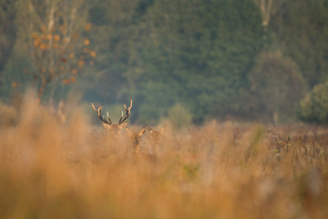 Red deer stag (Cervus elaphus) in the colors of a foggy morning
