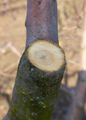 Fresh cut branch on apple tree. Formation of apple trees in the garden during the spring thinning of the branches. Therapeutic ones are preventive procedures.
