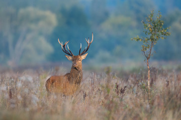 Red deer stag (Cervus elaphus) in the colors of a foggy morning