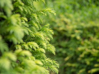 Close up to the wall of green prickly branches of a fur-tree or pine.Blur,bokeh,deepfocus