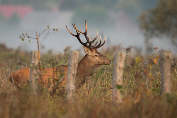 Red deer stag (Cervus elaphus) in the colors of a foggy morning
