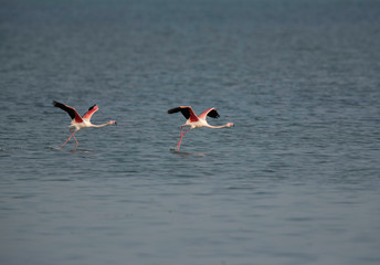 Greater Flamingos takeoff at Eker creek in the morning, Bahrain