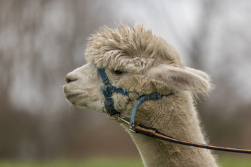 Isolated portrait of a white Alpaca wearing a head harness with a green background