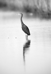 A highkey image of Western reef heron at Asker marsh, Bahrain