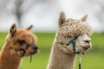 Portrait of a white Alpaca and brown one on the background wearing a head harness with a green background